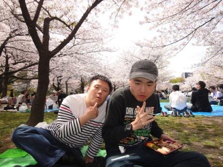 大阪城公園の桜に囲まれて